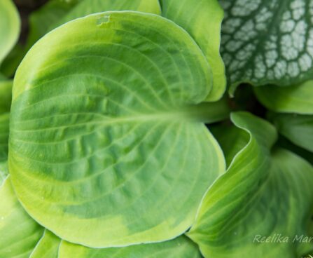 1807_8571_Hosta_Ice_Cream_.JPG