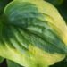 1807_9275_Hosta_Ice_Cream__3.JPG