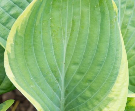 1810_8625_Hosta_Rain_Dancer_.JPG