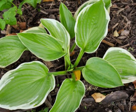 1812_4479_Hosta_Spartan_Glory.jpg