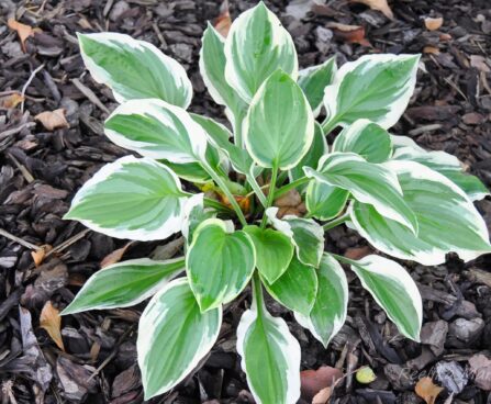 1817_4408_Hosta_Mama_Mia.jpg