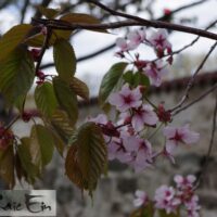 prunus sargenti sargentii kirsipuu