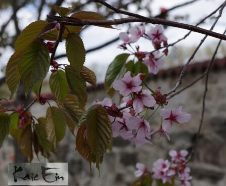 prunus sargenti sargentii kirsipuu