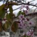 prunus sargenti sargentii kirsipuu