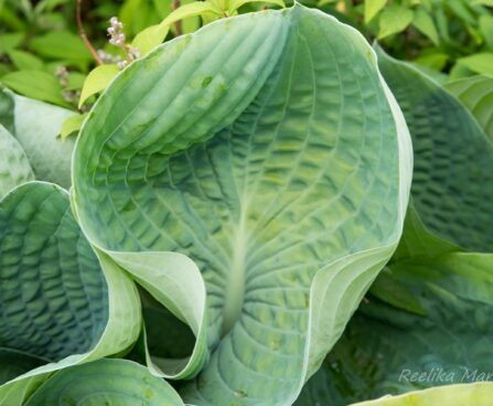 1820_8606_Hosta_Big_Daddy__2.JPG