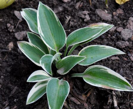 1823_4391_Hosta_Valleys_Glacier.jpg