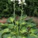 1826_7219_Hosta_Sunset_Grooves_Photo_Darwinplants.jpg