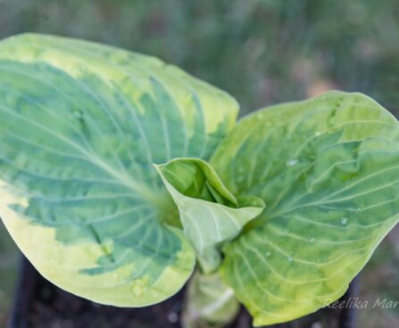 1827_8344_Hosta_Snow_Cap_.JPG