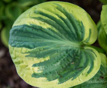 1827_8426_Hosta_Snow_Cap_.JPG