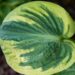 1827_8426_Hosta_Snow_Cap_.JPG