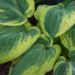 1827_8427_Hosta_Snow_Cap__2.JPG