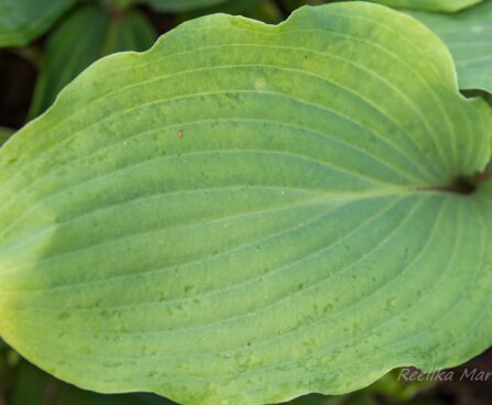 1828_8646_Hosta_Red_October__2.JPG