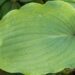 1828_8646_Hosta_Red_October__2.JPG