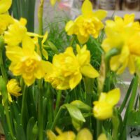 nartsiss `Tete Boucle`