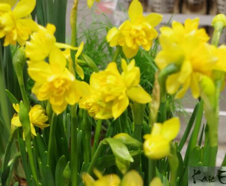 nartsiss `Tete Boucle`