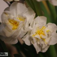 nartsiss Bridal Crown