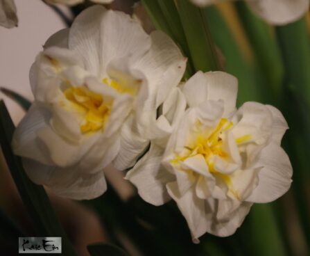 nartsiss Bridal Crown