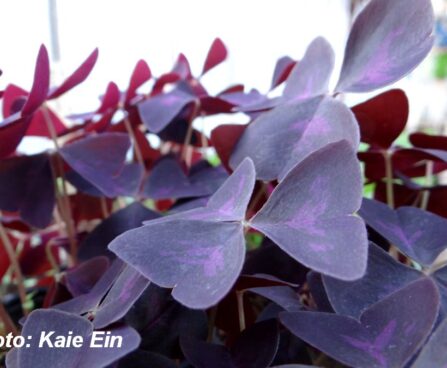Oxalis triangularis -santa katariina jänesekapsas