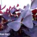 Oxalis triangularis -santa katariina jänesekapsas