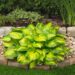 1832_9407_Hosta_Lakeside_Banana_Bay-1-D.jpg