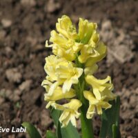 Hyacinthus -hütsint kollane