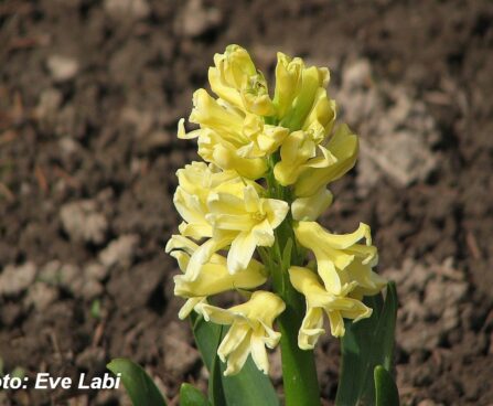Hyacinthus -hütsint kollane