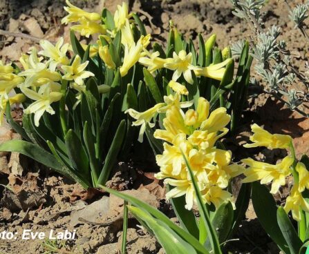 Hyacinthus- hüatsint kollane