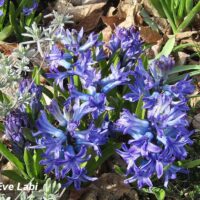 Hyacinthus -hütsint sinine