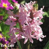 Hyacinthus -hütsint roosa