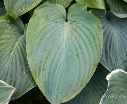 1834_6729_Hosta_Jurassic_Park_.JPG