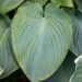 1834_6729_Hosta_Jurassic_Park_.JPG