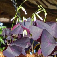Oxalis triangularis- Santa-Katariina jänesekäpp