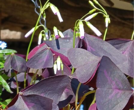 Oxalis triangularis- Santa-Katariina jänesekäpp
