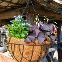 kookosmatiga ampel2 jpg