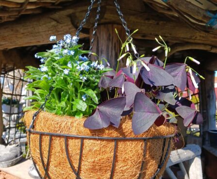 kookosmatiga ampel2 jpg