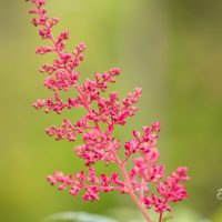 1845_10346_Astilbe_japonica_Montgomery__jaapani_astilbe_2.jpg