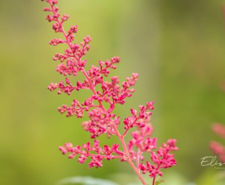 1845_10346_Astilbe_japonica_Montgomery__jaapani_astilbe_2.jpg