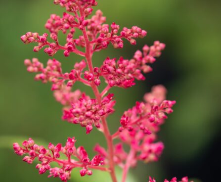 1845_10347_Astilbe_japonica_Montgomery__jaapani_astilbe_3.jpg