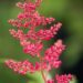 1845_10347_Astilbe_japonica_Montgomery__jaapani_astilbe_3.jpg