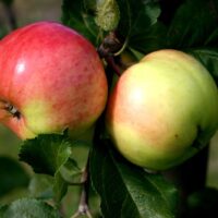 Malus-õunapuu suislepp200 Foto EMÜ sordivaramu