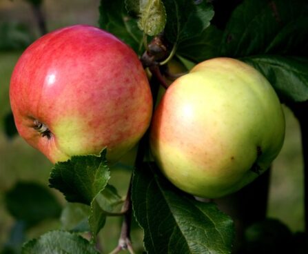 Malus-õunapuu suislepp200 Foto EMÜ sordivaramu