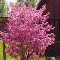 Malus `August Vaga` õunapuu