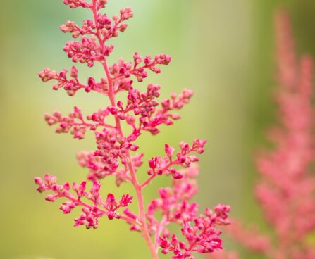 1845_10348_Astilbe_japonica_Montgomery__jaapani_astilbe.jpg