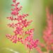 1845_10348_Astilbe_japonica_Montgomery__jaapani_astilbe.jpg