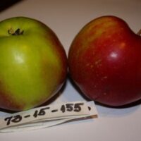 seedri-puukool-ounapuu-malus-domestica-73-15-155
