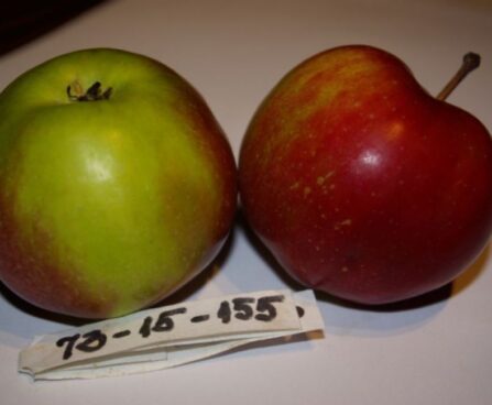 seedri-puukool-ounapuu-malus-domestica-73-15-155