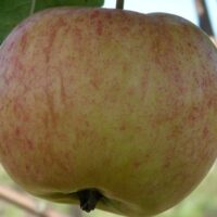 krapes-cukurins- Seedri puukooli foto