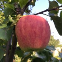 Malus pille1- Seedri puukooli foto