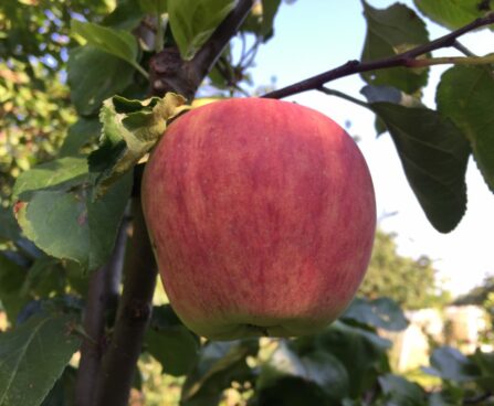 Malus pille1- Seedri puukooli foto