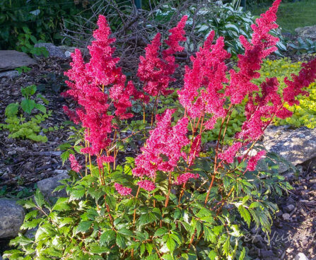 1845_7351_Astilbe_japonica_Montgomery.JPG